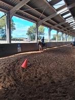 Betrouwbare bijrijder/verzorger aangeboden, Dieren en Toebehoren, Ophalen of Verzenden