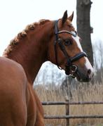 Bloedmooie 3-jarige rijpony hengst, Dieren en Toebehoren, Pony's, Hengst, Onbeleerd, D pony (1.37m tot 1.48m), 3 tot 6 jaar