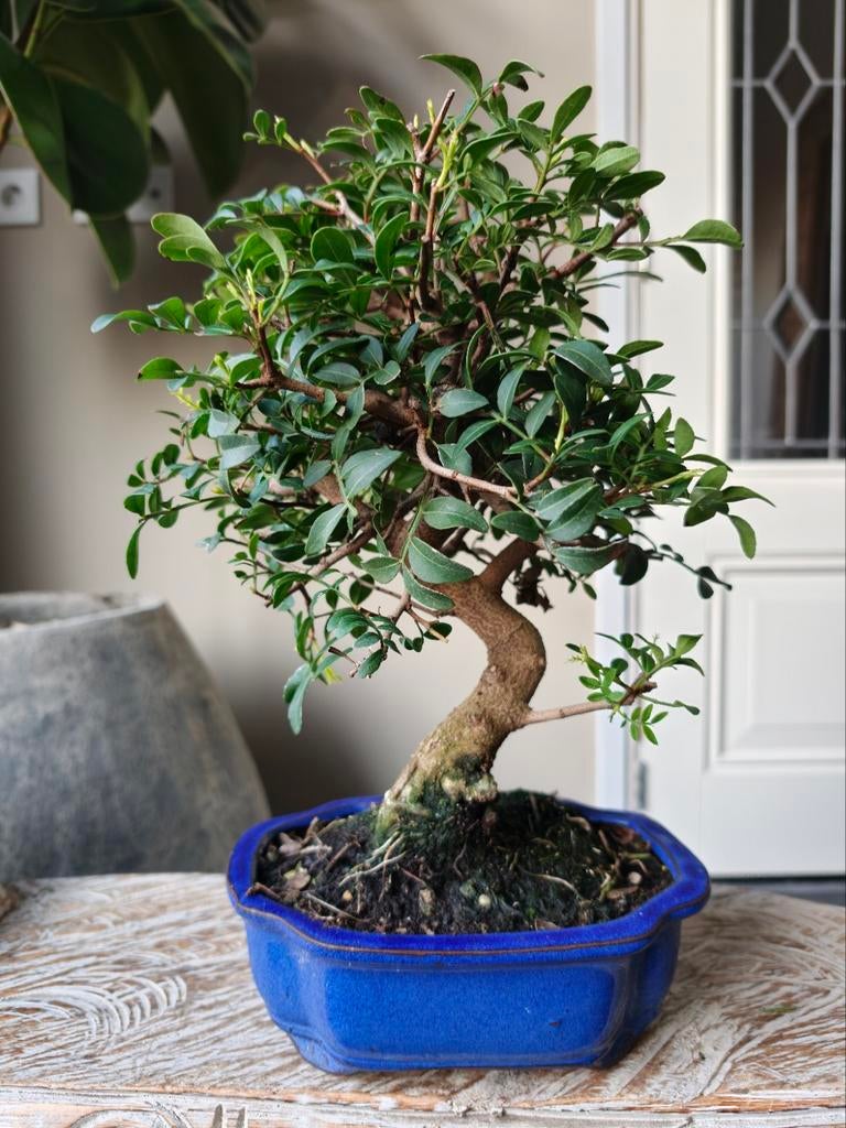 Pistache Lentiscus Bonsai 10 jaar, Bloeit niet, Halfschaduw, Minder dan 100 cm, Overige soorten