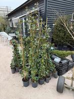 Hedera mooi maat 150-vm boven de pot met stok mooi vertakt, Ophalen, Vaste plant, Bloeit niet, Halfschaduw