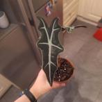 Alocasia Nobilis, Ophalen of Verzenden, Halfschaduw, Minder dan 100 cm