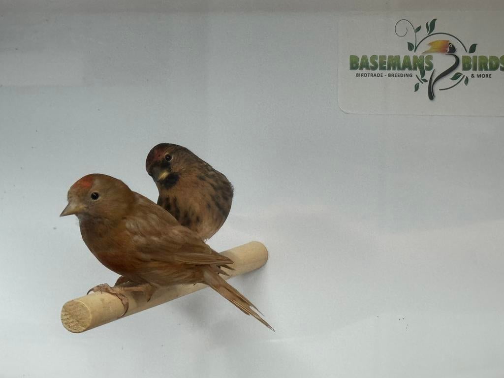 Kleine barmsijzen - acanthis flammea, Meerdere dieren, Geringd