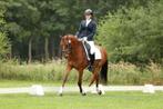 Mooie lieve E sportpony, E pony (1.48m - 1.57m), Met stamboom, Ruin, Dressuurpony