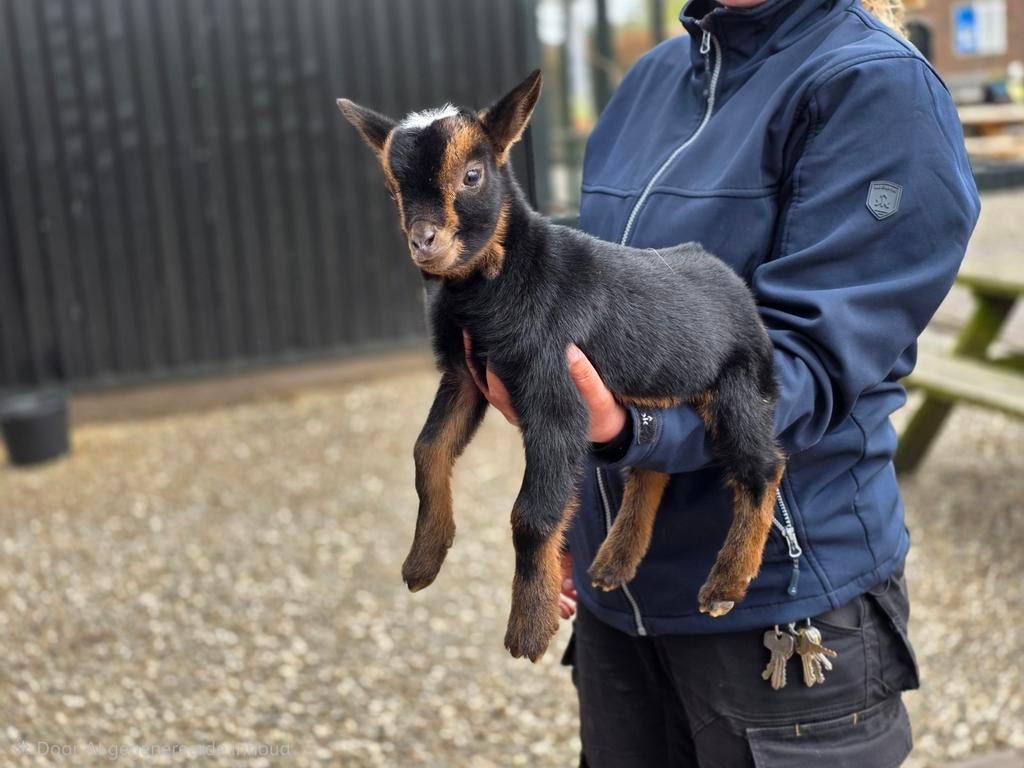 Geitenbokken CL/CAE vrij alleen UBN houders, Mannelijk, Geit