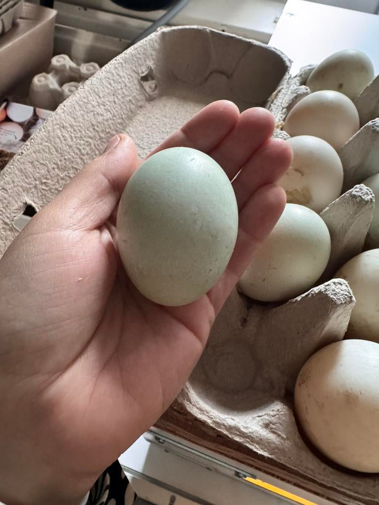 Eenden eieren voor consumptie, Diversen, Levensmiddelen, Ophalen of Verzenden