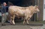 Charolais stamboek dekstier, Mannelijk