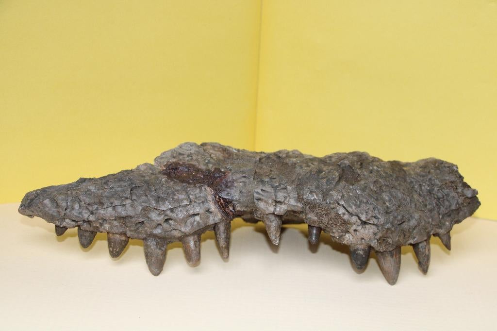 Kaakdeel krokodil, Ophalen of Verzenden, Fossiel