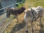 2 ezels, altijd samen. Met paspoort. Miep en Henkie!, Juli, Meerdere dieren