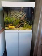 Juwel aquarium Lido, Ophalen, Gebruikt, Gevuld zoetwateraquarium
