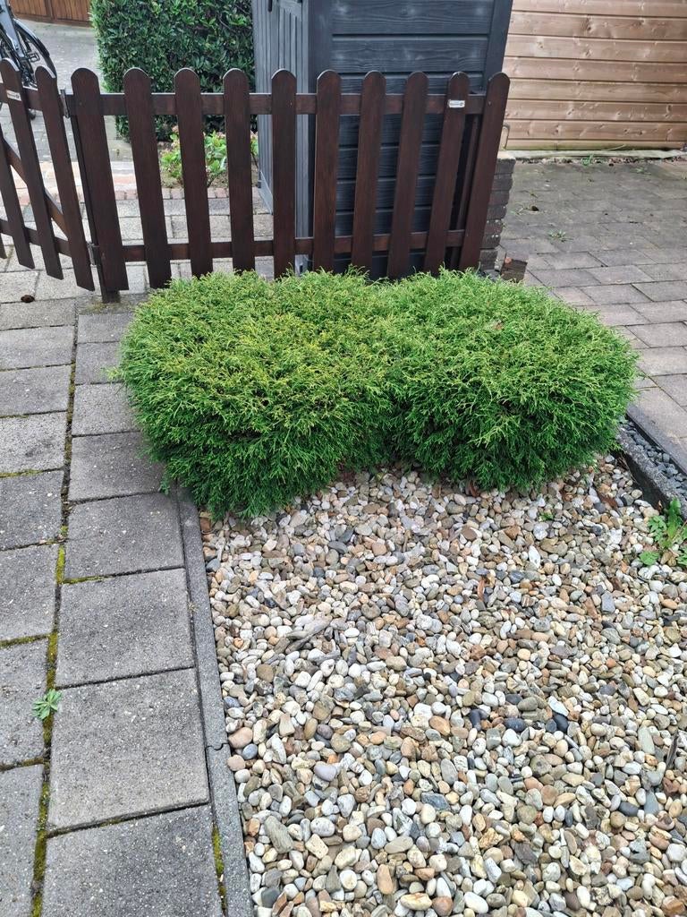 Verschillende boompjes gratis, Tuin en Terras, Planten | Struiken en Hagen, Ophalen, Overige soorten, Minder dan 100 cm