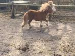 Shetlandpony, Dieren en Toebehoren, Pony's, Merrie, A pony (tot 1.17m), Ontwormd, 0 tot 2 jaar