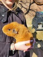 2 rexbeharing cavia’s (+hok), Dieren en Toebehoren, Knaagdieren, Cavia, April, Mannelijk, Tam