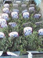 vaste planten, Tuin en Terras, Planten | Tuinplanten, Overige soorten, Volle zon, Vaste plant, Ophalen of Verzenden