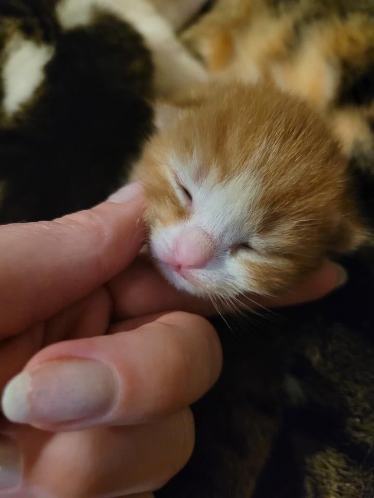 europese korthaar kitten, Kater, Ontwormd