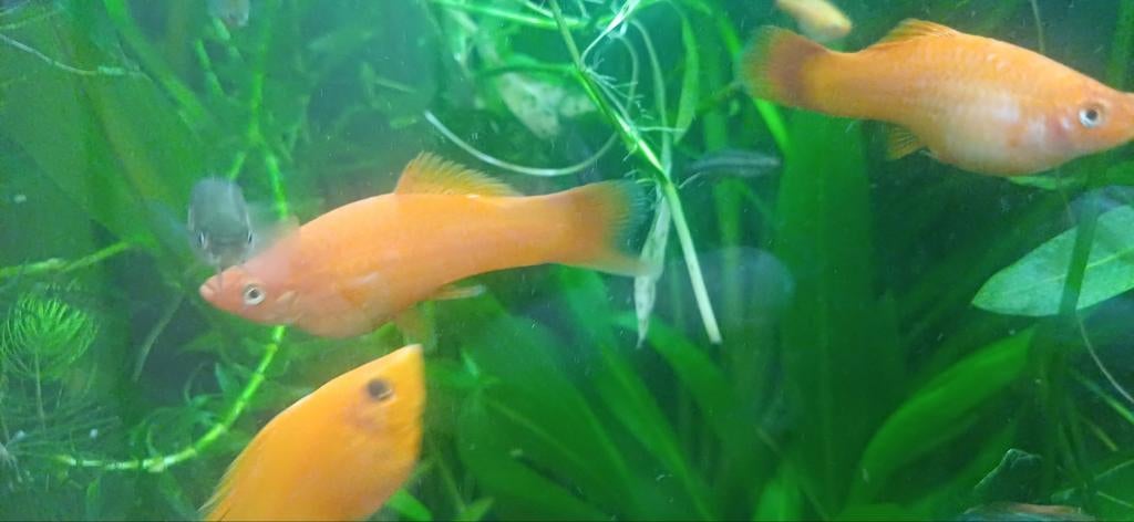 Enkele aquariumvissen te koop, Vis, Zoetwatervis