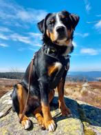 Gezocht hondenoppas Appenzeller omg Leiden /Noordwijk, Diensten en Vakmensen, Dieren | Honden | Verzorging, Oppas en Les