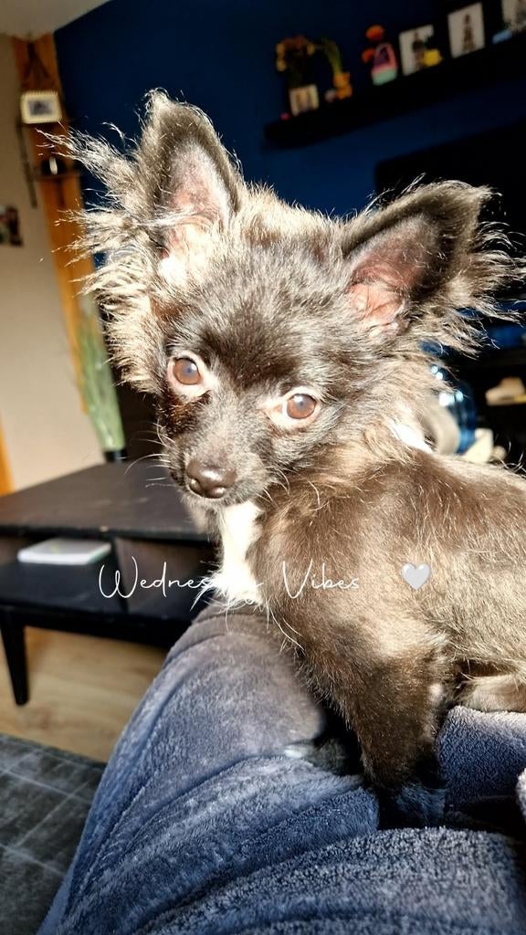 pomeranian x chihuahua, Nederland, 15 weken tot 1 jaar, Handelaar, Teef