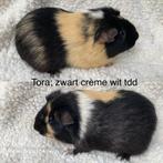 Zwart creme wit zeug gladhaar tdd, Dieren en Toebehoren, Cavia, Juni, Vrouwelijk, Tam