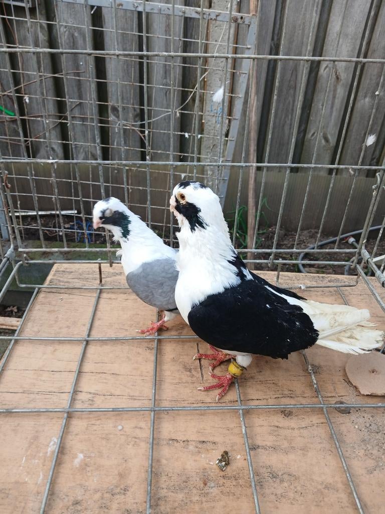 Koppel duiven, Meerdere dieren, Overige soorten