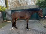 Getalenteerd paard, Dieren en Toebehoren, Paarden, Springpaard, Ruin, 3 tot 6 jaar, 160 tot 165 cm