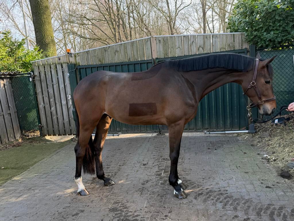 Getalenteerd paard, Dieren en Toebehoren, Paarden, Ruin, B, 160 tot 165 cm, 3 tot 6 jaar, Springpaard, Met stamboom, Gechipt, Ontwormd