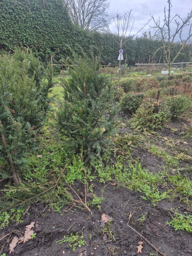 Taxus baccata Groenlands 50/60 - Prachtige haagplant, Tuin en Terras, Planten | Bomen, Bloeit niet, Halfschaduw, Minder dan 100 cm