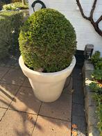 Bloom buiten pot met verlichting, Ophalen, Kunststof, Gebruikt, Rond