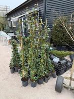 Hedera mooi maat 150-vm boven de pot met stok mooi vertakt, Ophalen, Vaste plant, Bloeit niet, Halfschaduw