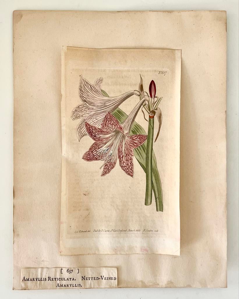 Antieke Amaryllis reticulata gravure, 1803, Ophalen of Verzenden