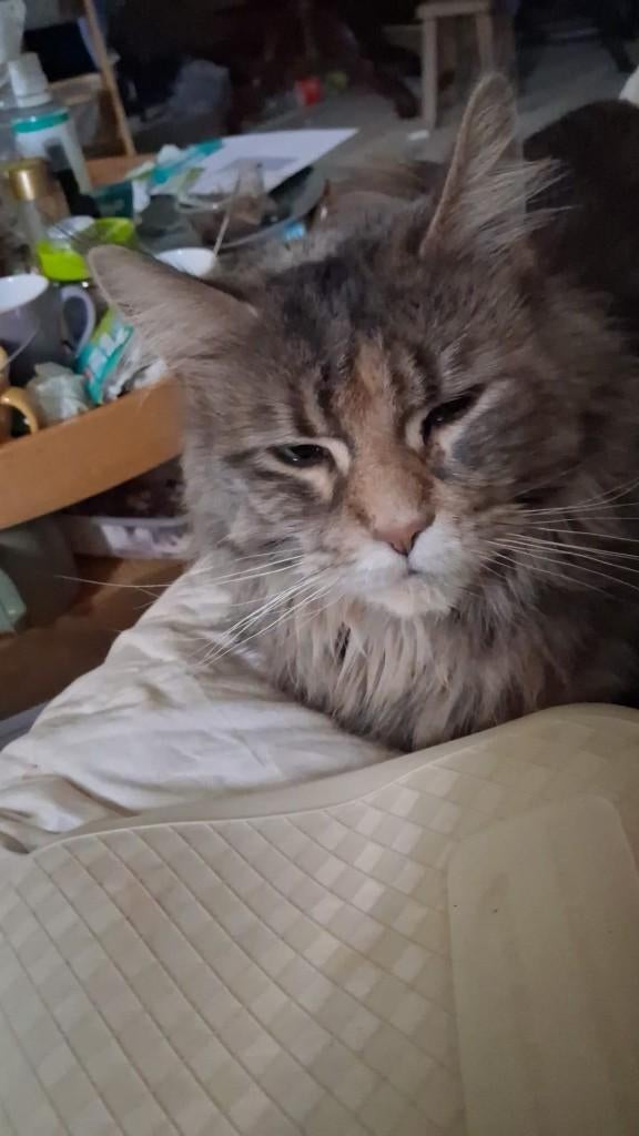 Dekkater Main Coon gezocht omgeving driebergen, Dieren en Toebehoren