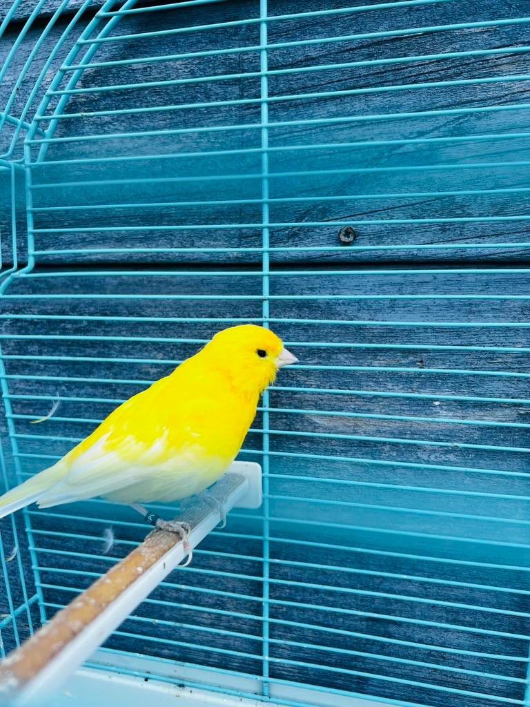 Kanarie, Dieren en Toebehoren, Vogels | Kanaries, Mannelijk, Kleurkanarie