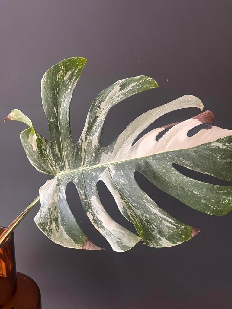 Monstera delicosa variegata, Huis en Inrichting, Kamerplanten, Ophalen, Halfschaduw, Minder dan 100 cm