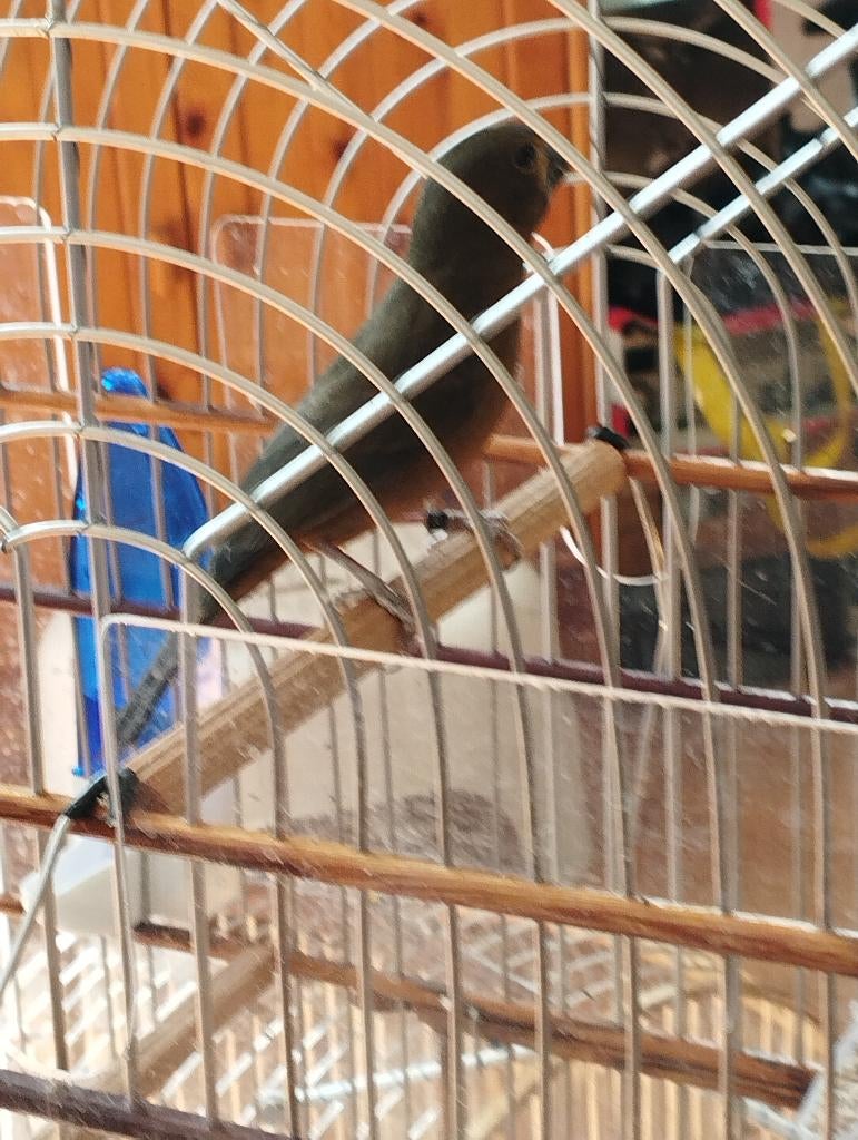 TwaTwa, Dieren en Toebehoren, Vogels | Overige Vogels, Mannelijk, Tropenvogel, Geringd