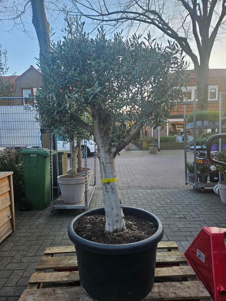 Dikke vertakte olijfbomen 170-200cm hoog, Tuin en Terras, Planten | Bomen, Volle zon, Ophalen of Verzenden, 100 tot 250 cm, Olijfboom