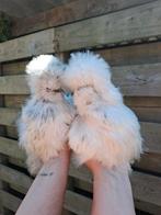 Broedeieren USA zijdehoender, Dieren en Toebehoren, Pluimvee, Geslacht onbekend, Kip