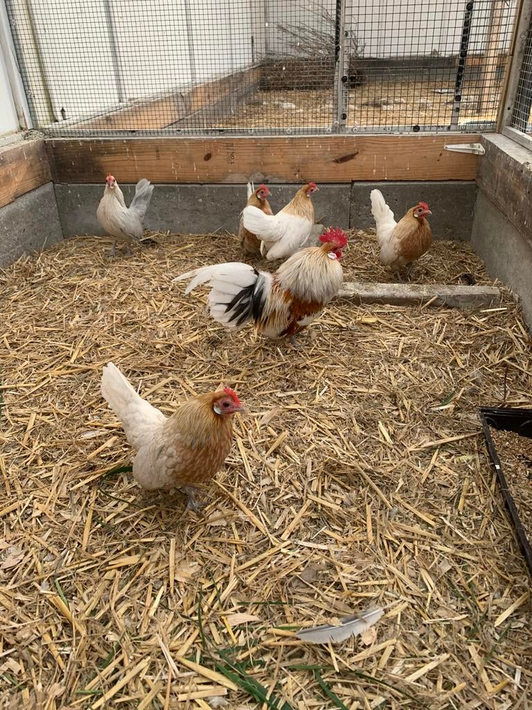 Hollandse kriel kippen, Meerdere dieren, Kip