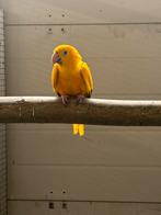 1-0 Goudparkiet, Dieren en Toebehoren, Vogels | Parkieten en Papegaaien, Mannelijk, Papegaai