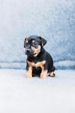 jack russell pups (nog 1 reutje beschikbaar), Dieren en Toebehoren, Honden | Jack Russells en Terriërs, Jack Russell Terriër, Reu