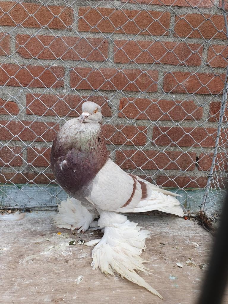 Hollandse kroppers, Dieren en Toebehoren, Vogels | Duiven, Meerdere dieren, Kropper