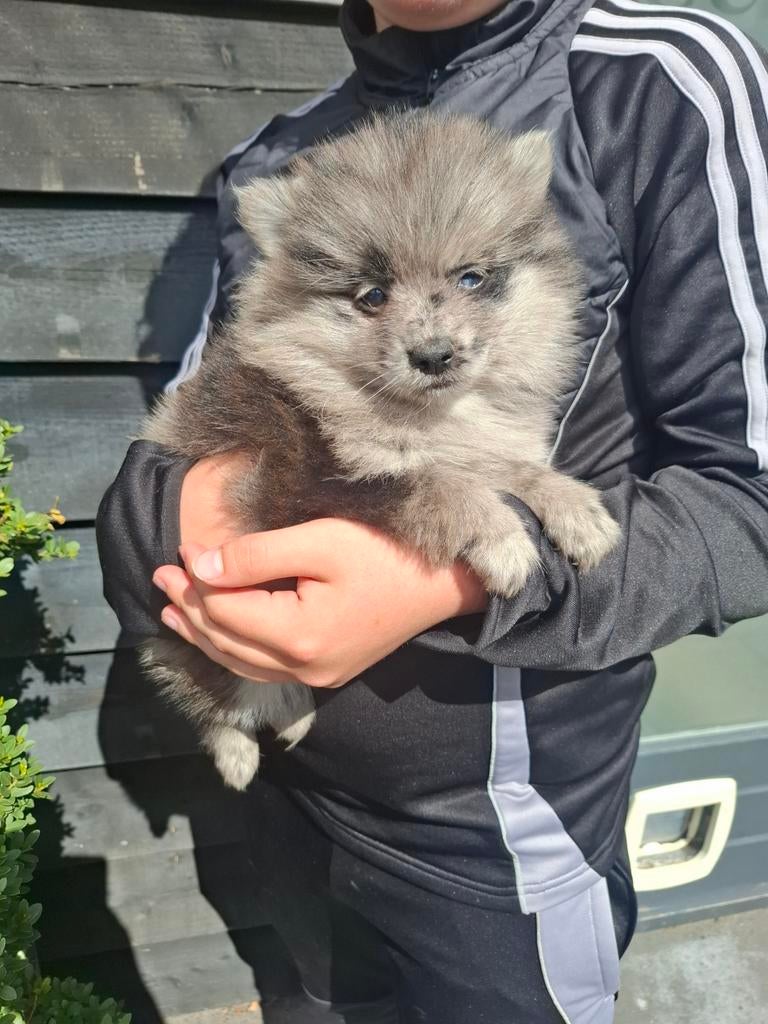 Pomeriaan pups, Dieren en Toebehoren, Honden | Poolhonden, Keeshonden en Oertypen, Parvo, Keeshond, 8 tot 15 weken, Teef