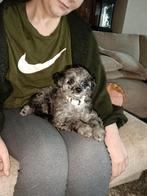 Lief toypoedels pupjes teefjes poodle, Dieren en Toebehoren, Poedel, Parvo, 8 tot 15 weken, Teef