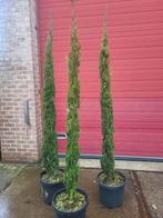 Cupressus sempervirens 2 m +, Volle zon, 100 tot 250 cm, Zomer, Overige soorten