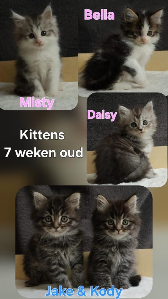 5 Maine Coon Mix Kittens (volg op instagram), Meerdere dieren, Met stamboom, 0 tot 2 jaar