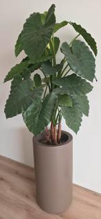 Kunstplant Alocasia inclusief Elho pot, Ophalen, Zo goed als nieuw