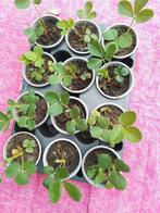 Aardbei: goed bewortelde jonge plantjes in pot., Ophalen, Vaste plant, Fruitplanten, Volle zon