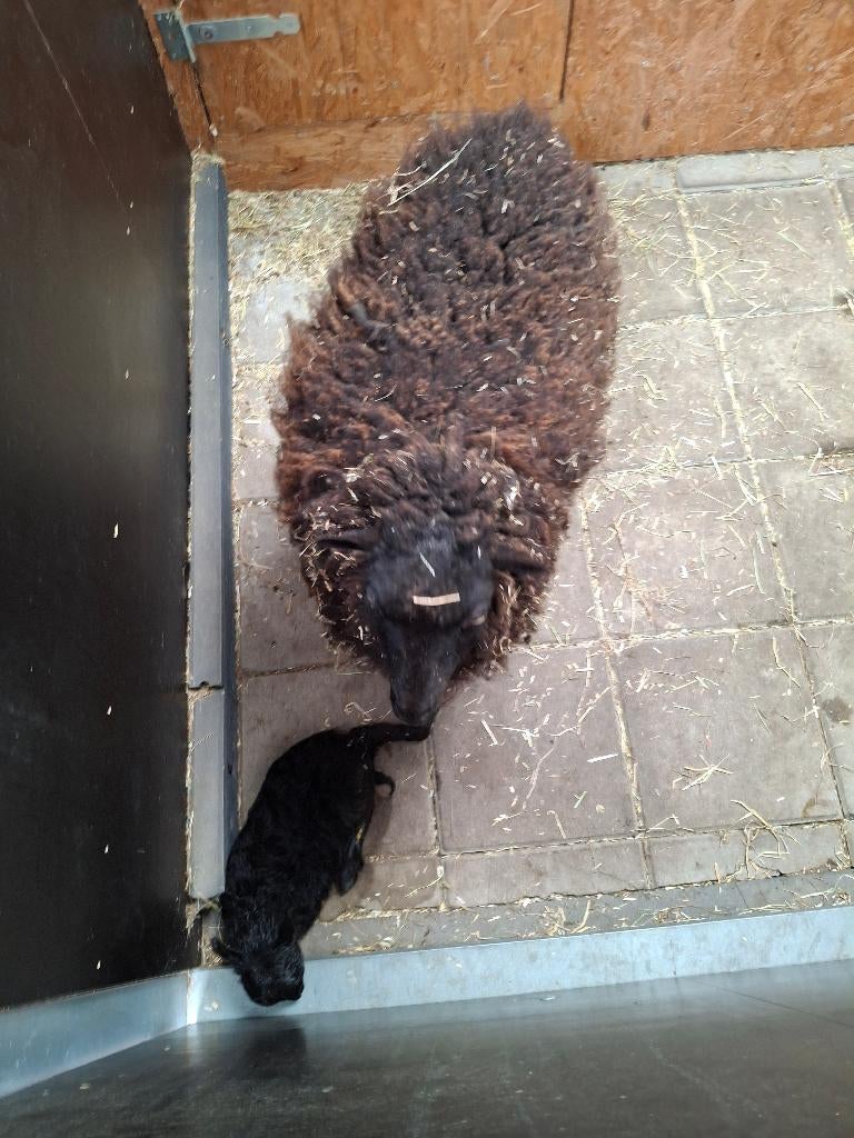 2 quessant ooitjes, Dieren en Toebehoren, Schapen, Geiten en Varkens, Meerdere dieren, Schaap