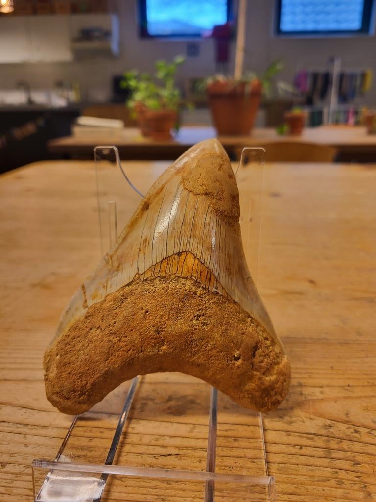 Mooie grootte gerestaureerde megalodon tand, Ophalen of Verzenden, Fossiel