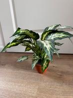Kunstplant 30 cm Dieffenbachia 'Camilla' / 'Cool Beauty', Ophalen of Verzenden, Zo goed als nieuw, Binnen