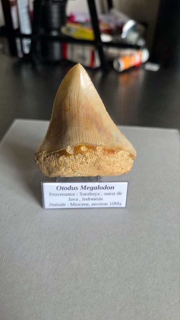 Grote Megalodon tand - 7 cm - Indonesië (Java), Ophalen of Verzenden, Fossiel