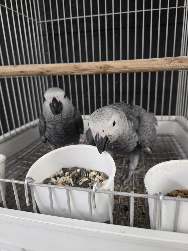 Jonge handtamme baby grijze roodstaart papegaaien, Dieren en Toebehoren, Vogels | Parkieten en Papegaaien, Meerdere dieren, Papegaai